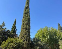 IMG_1507